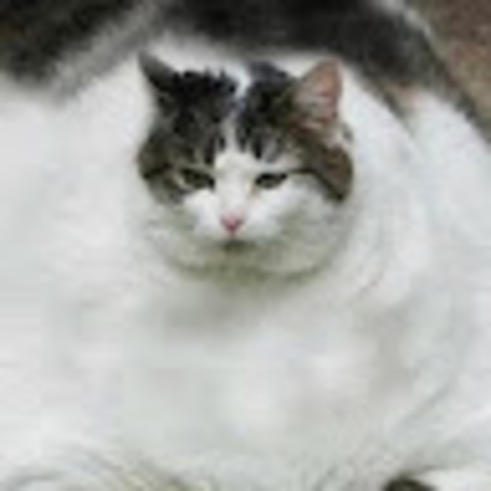 Meet your Posher, Mrshyshy